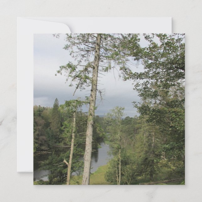 Tarn Hows Träd-kort för flata hälsningar (Framsida)