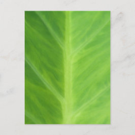 Taro Elephant Ear Växt blad Vykort