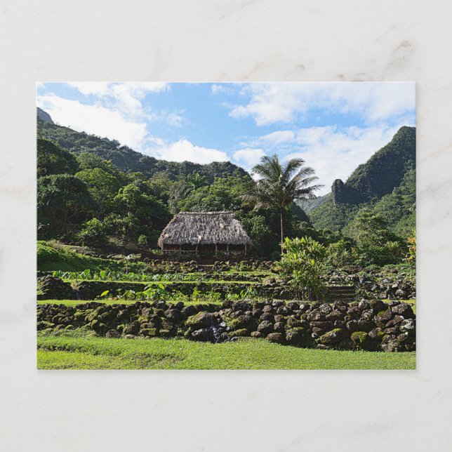 Taro Garden vid Limahuli Garden, Kauai Vykort (Framsida)