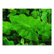 Taro-natur