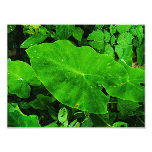 Taro-natur Fototryck (Framsidan)