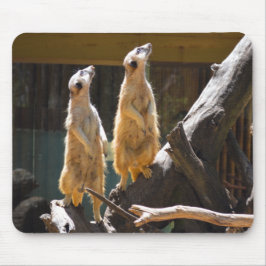 Taronga Western Plains Zoo Dubbo - Meerkat Musmatta