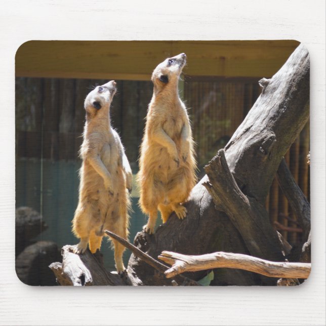 Taronga Western Plains Zoo Dubbo - Meerkat Musmatta (Framsidan)