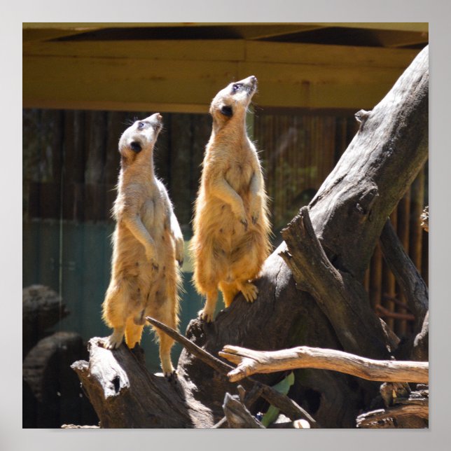 Taronga Western Plains Zoo Dubbo - Meerkat Poster (Framsidan)