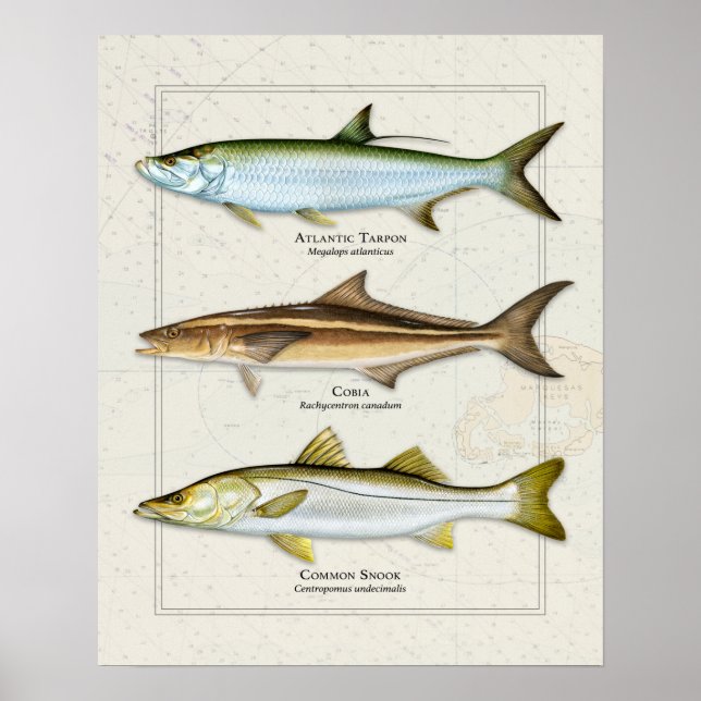 Tarpon, Cobia, Snook Trio Poster (Framsidan)