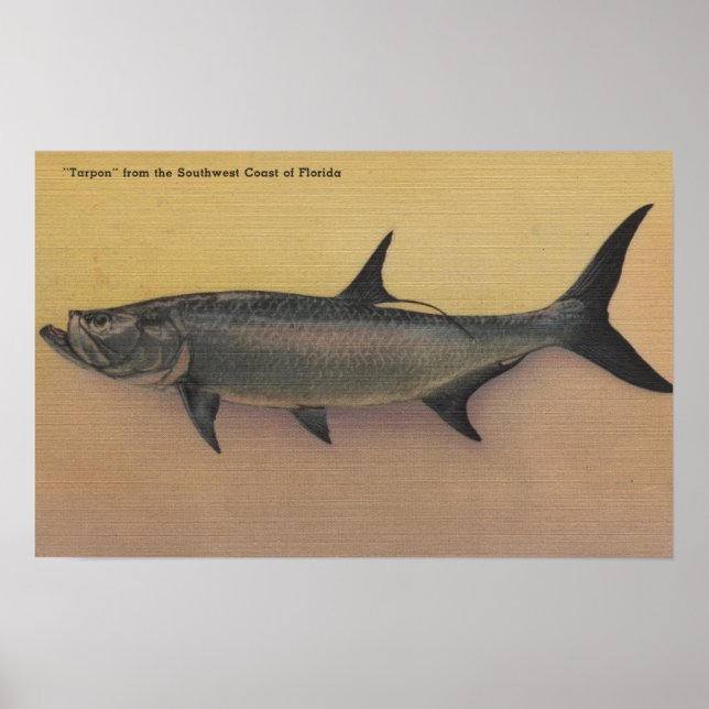 Tarpon Fish from SW Kusten of FloridaFlorida Poster (Framsidan)