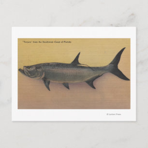 Tarpon Fish from SW Kusten of FloridaFlorida Vykort