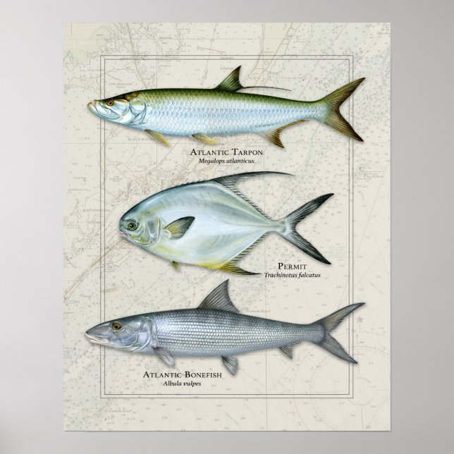 Tarpon, Permit, Bonefish Trio Poster (Framsidan)