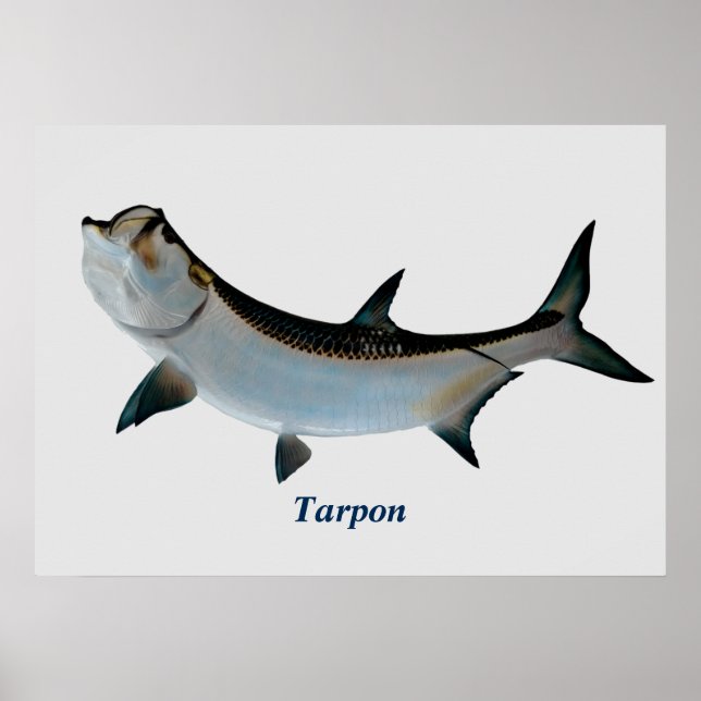 Tarpon Poster (Framsidan)