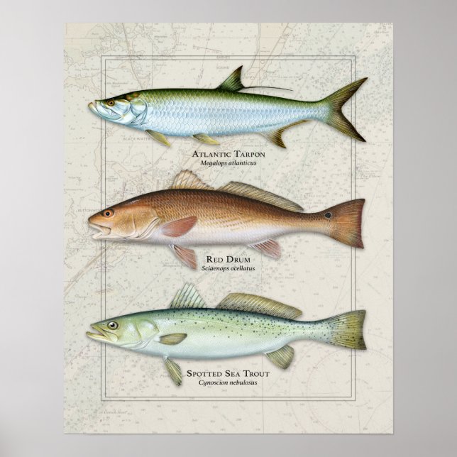 Tarpon, Red Drum, Sea Trout Trio Poster (Framsidan)