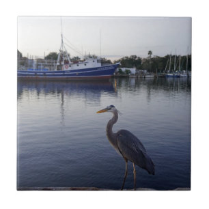 Tarpon Springs Kakelplatta