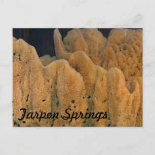 Tarpon Vår Sponge Vykort