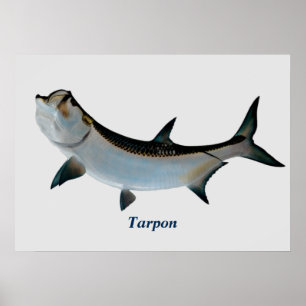 Tarponaffisch Poster