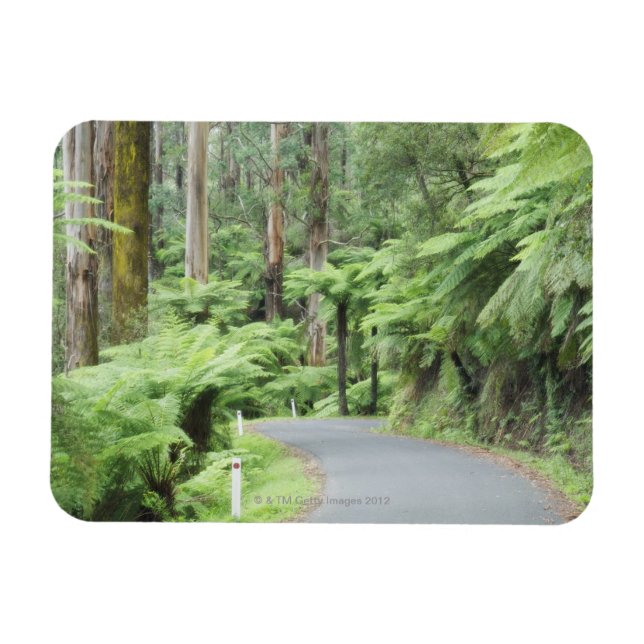 Tarra Bulga National Park, Strzelecki Ranges Magnet (Horisontell)