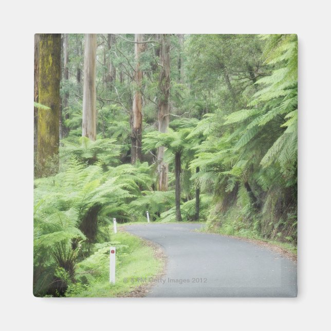 Tarra Bulga National Park, Strzelecki Ranges Magnet (Framsidan)
