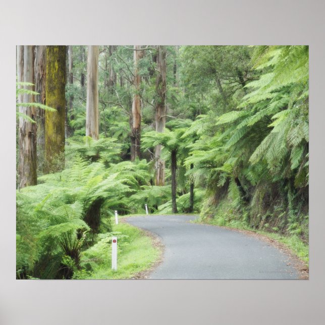 Tarra Bulga National Park, Strzelecki Ranges Poster (Framsidan)