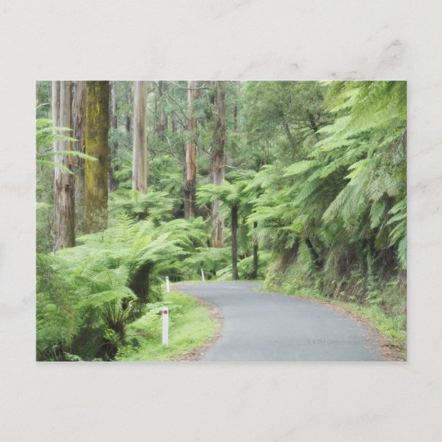 Tarra Bulga National Park, Strzelecki Ranges Vykort (Framsida)