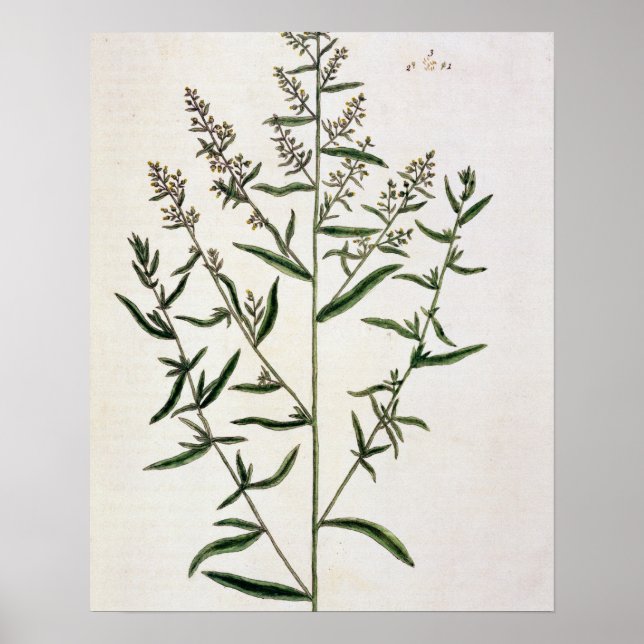 Tarragon, plate 116 from 'A Nyfiken Herbal', publi Poster (Framsidan)