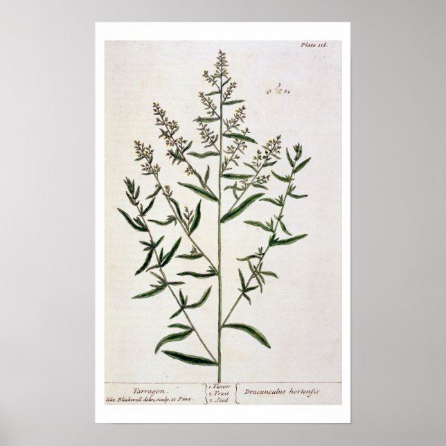 Tarragon, plate 116 from 'A Nyfiken Herbal', publi Poster (Framsidan)