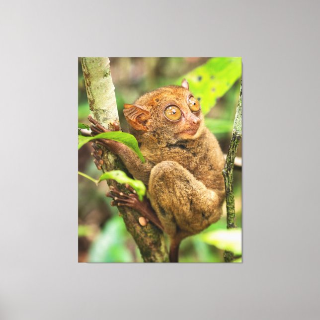 Tarsier Monkey Wildlife Cute Animal Canvastryck (Framsida)