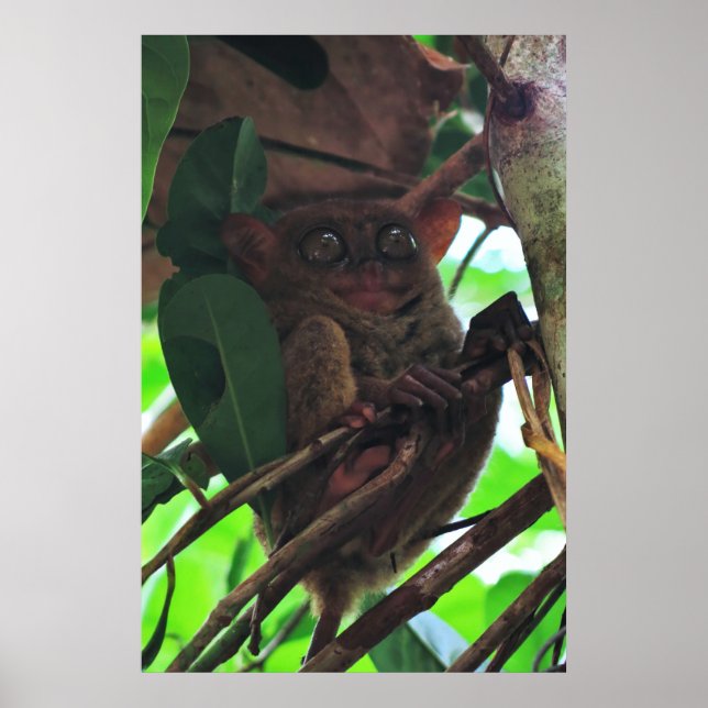 Tarsier Poster (Framsidan)