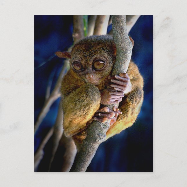Tarsier Vykort (Framsida)