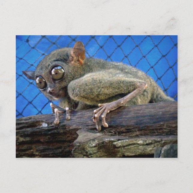 Tarsier Vykort (Framsida)