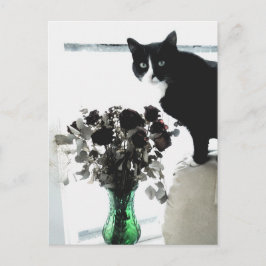 Tasha Tuxedo Cat Vykort