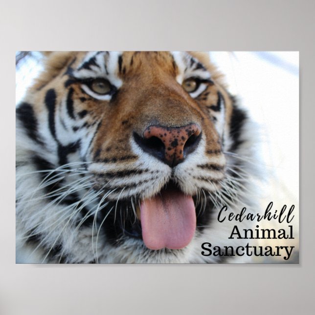 Tashara3 Poster (Framsidan)