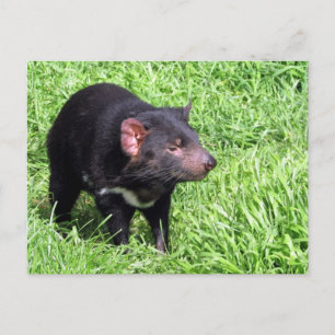 Tasmanian djävulen australia vykort