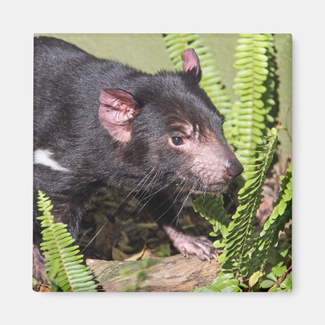 Tasmanian Djävulen, Australien Magnet (Framsidan)