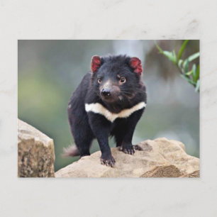 Tasmanian Djävulen Helg Vykort