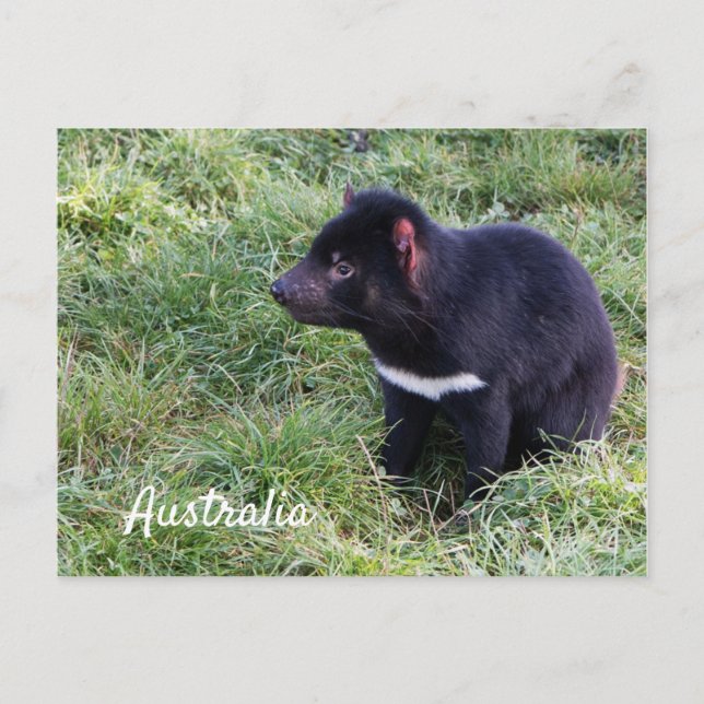 Tasmanian Djävulen in Grass, Tasmania, Australien Vykort (Framsida)