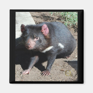 Tasmanian djävulen magnet