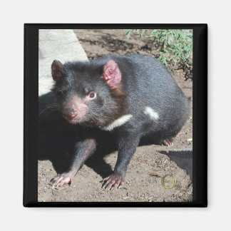 Tasmanian Djävulen Magnet