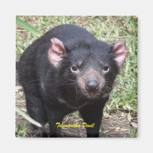 Tasmanian djävulen magnet