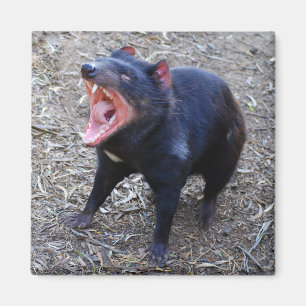 Tasmanian Djävulen Magnet