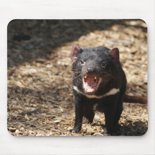 Tasmanian djävulen musmatta (Framsidan)