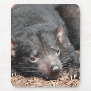 Tasmanian djävulen musmatta