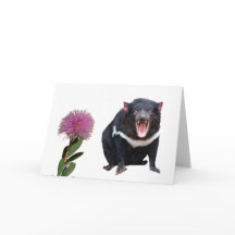 Tasmanian Djävulen och Bottlebrush