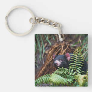 Tasmanian Djävulen påträffare