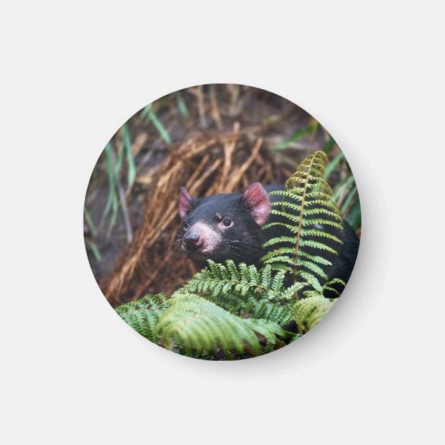 Tasmanian Djävulen påträffare Magnet (Framsidan)
