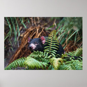 Tasmanian Djävulen påträffare Poster