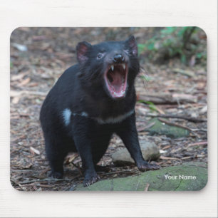 Tasmanian Djävulen Tasmania Australia Close Foto Musmatta