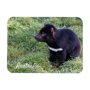 Tasmanian Djävulen, Tasmania, Australien Magnet