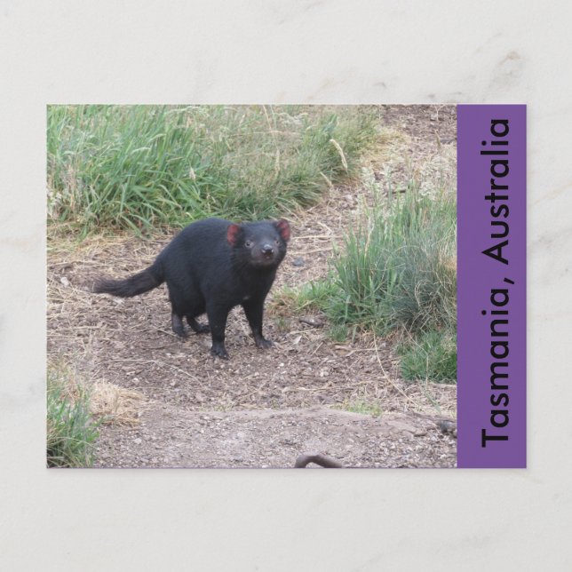 Tasmanian Djävulen vykort (Framsida)