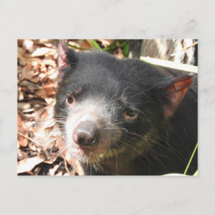 Tasmanian Djävulen vykort