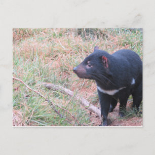 Tasmanian Djävulen vykort