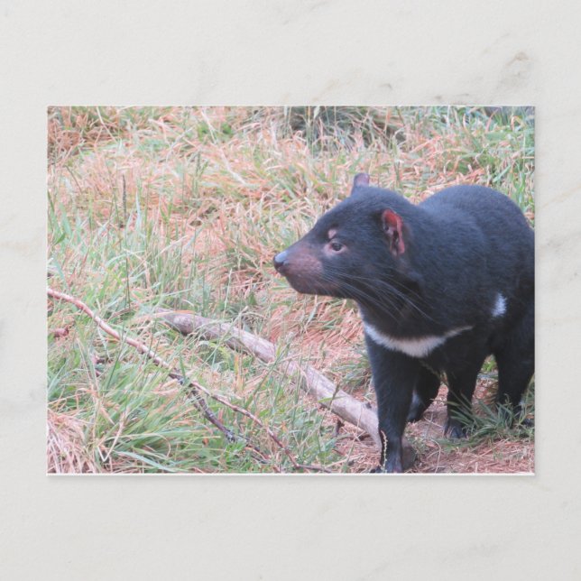 Tasmanian Djävulen vykort (Framsida)
