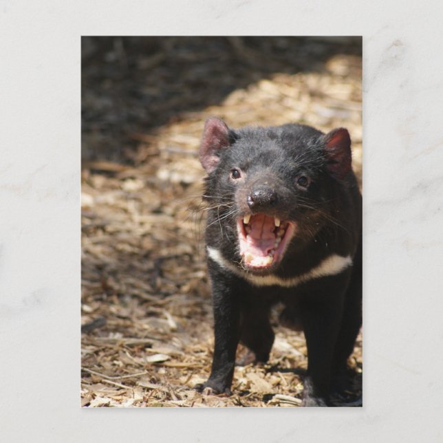 Tasmanian Djävulen Vykort (Framsida)